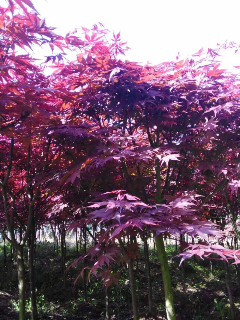 红枫树