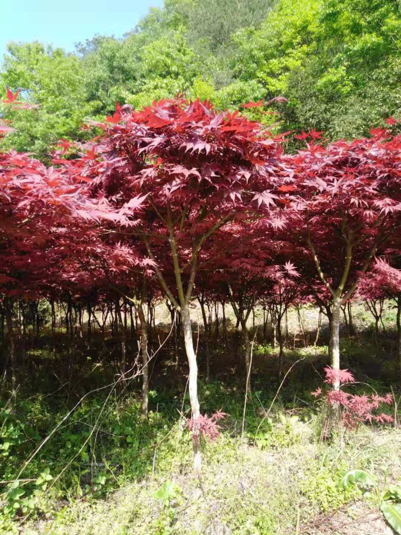 红枫树