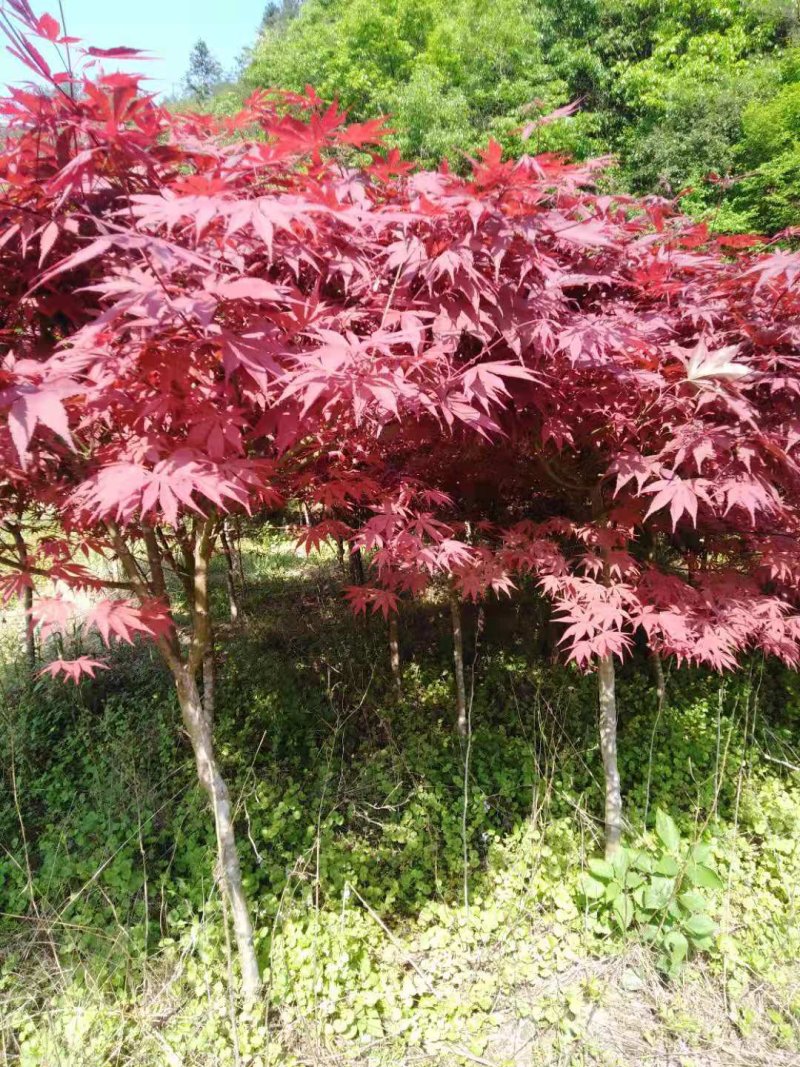 红枫树