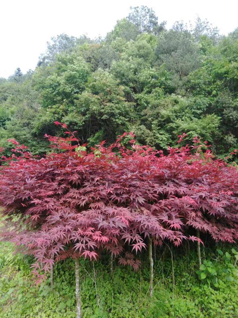 红枫树