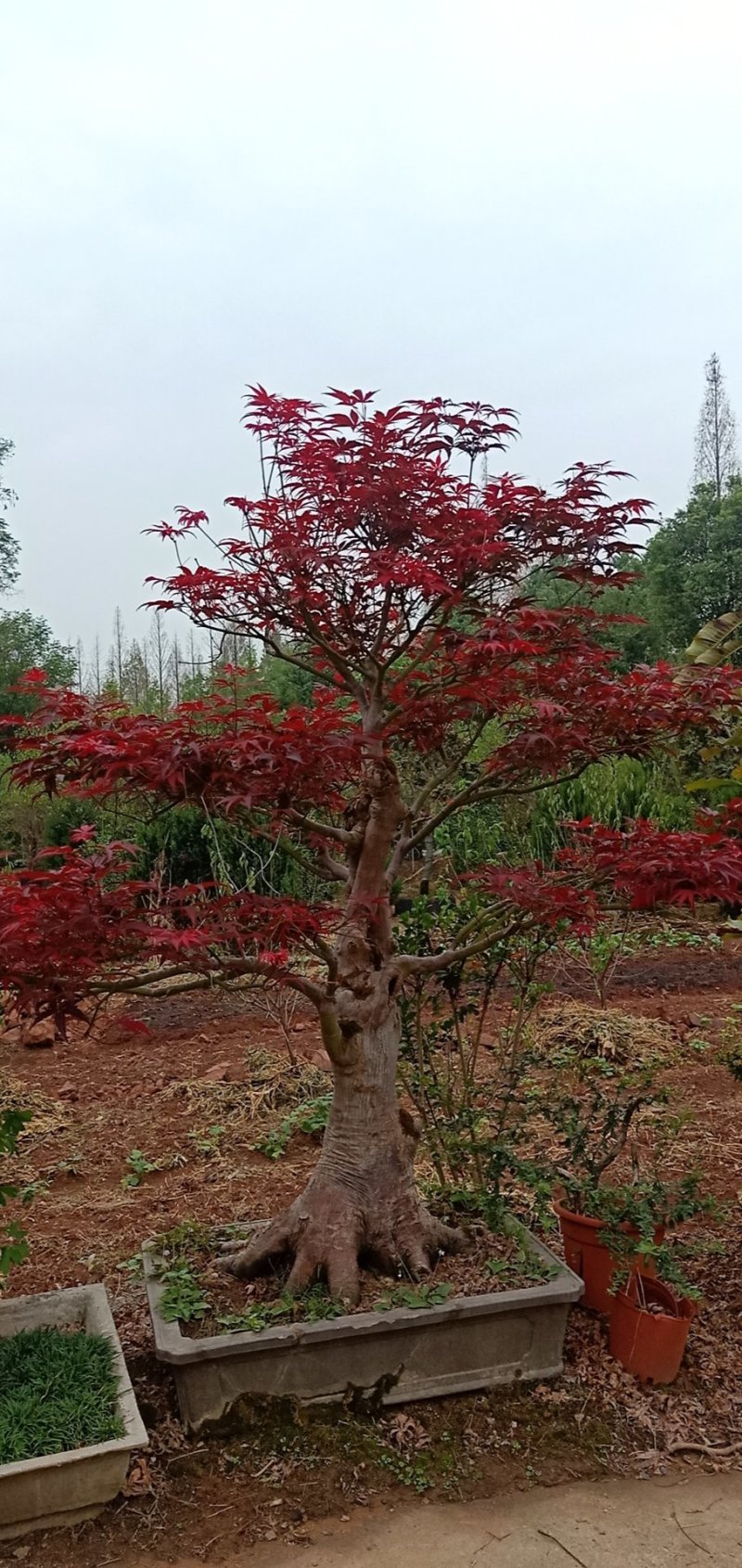 红枫树