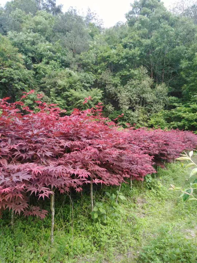 红枫树