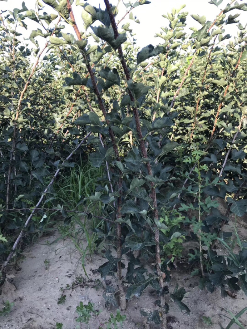 山楂苗山楂树3-5公分工程树