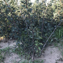 山楂苗山楂树3-5公分工程树