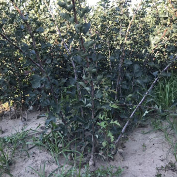 山楂苗山楂树3-5公分工程树