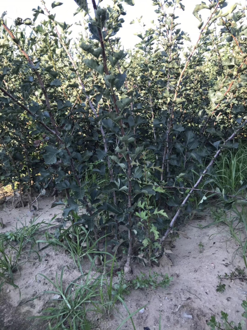 山楂苗山楂树3-5公分工程树