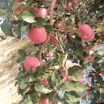 本地寒富苹果大量上市