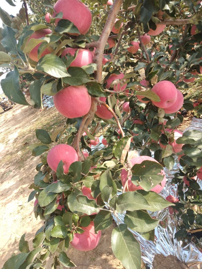 本地寒富苹果大量上市
