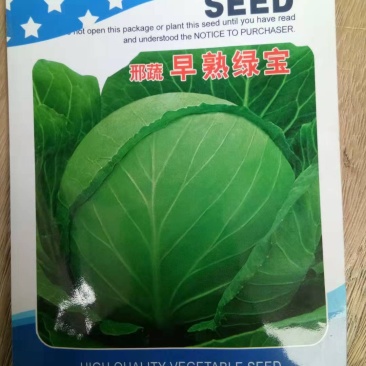 早春高圆甘兰早熟绿宝苗厂直供