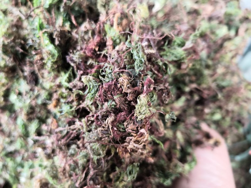 回心草纯野生中药材云南产地直销