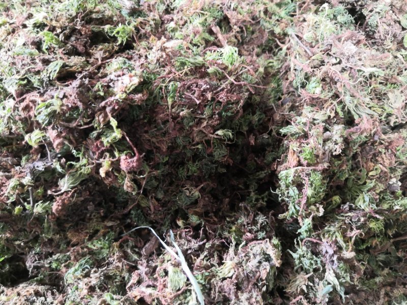 回心草纯野生中药材云南产地直销