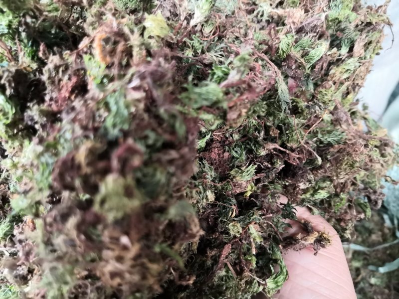 回心草纯野生中药材云南产地直销
