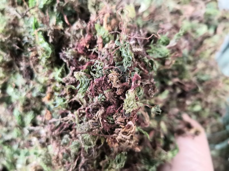 回心草纯野生中药材云南产地直销