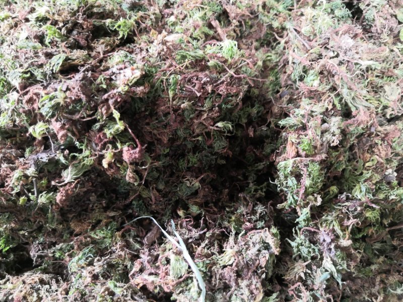 回心草纯野生中药材云南产地直销