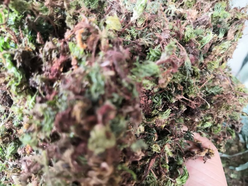 回心草纯野生中药材云南产地直销