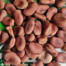 蚕豆种子，红皮蚕豆种子，香蕉蚕豆种子
