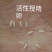群鸣金蝉卵枝种苗.知了猴卵枝种苗爬叉卵枝种苗