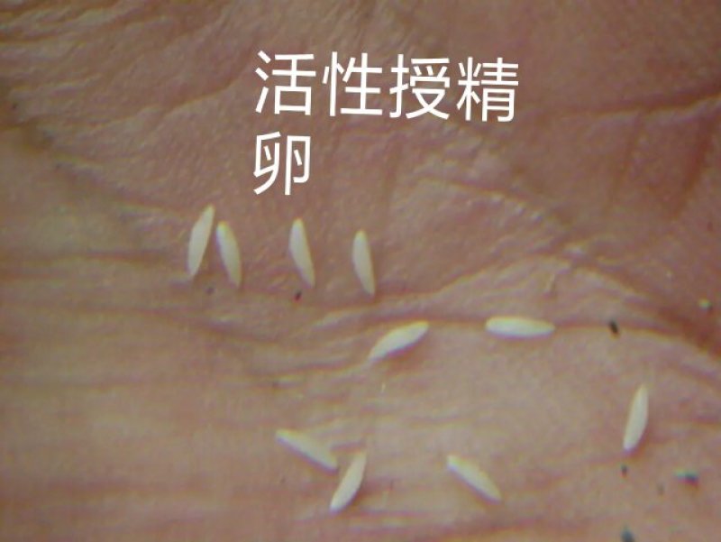 群鸣金蝉卵枝种苗.知了猴卵枝种苗爬叉卵枝种苗