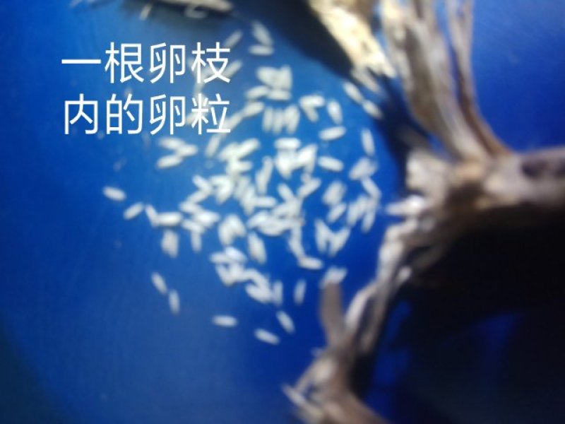 群鸣金蝉卵枝种苗.知了猴卵枝种苗爬叉卵枝种苗