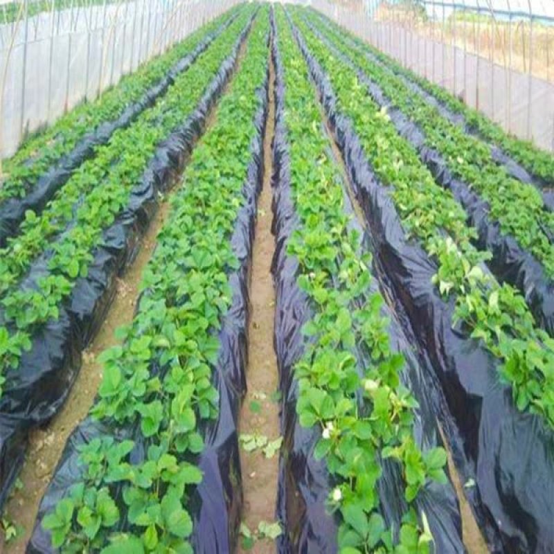 地膜，黑地膜，白地膜，长寿无滴膜，精品5+1水晶PO膜