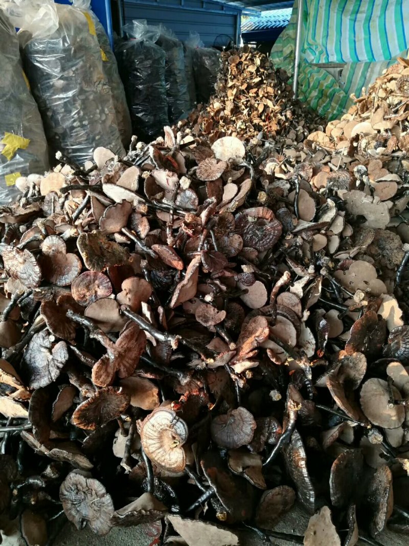 黄山野生灵芝，价值高。