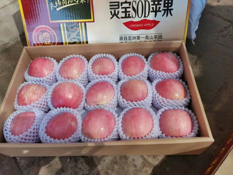 【一件代发】陕州区冰糖心红富士苹果新鲜脆甜80mm10斤包邮