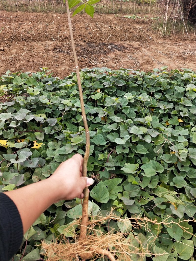 中花吴茱萸苗存活率高