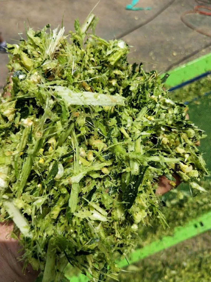 秸秆牧草粉碎机8吨产量铡草揉丝机畜牧养殖揉丝机