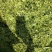 秸秆牧草粉碎机8吨产量铡草揉丝机畜牧养殖揉丝机