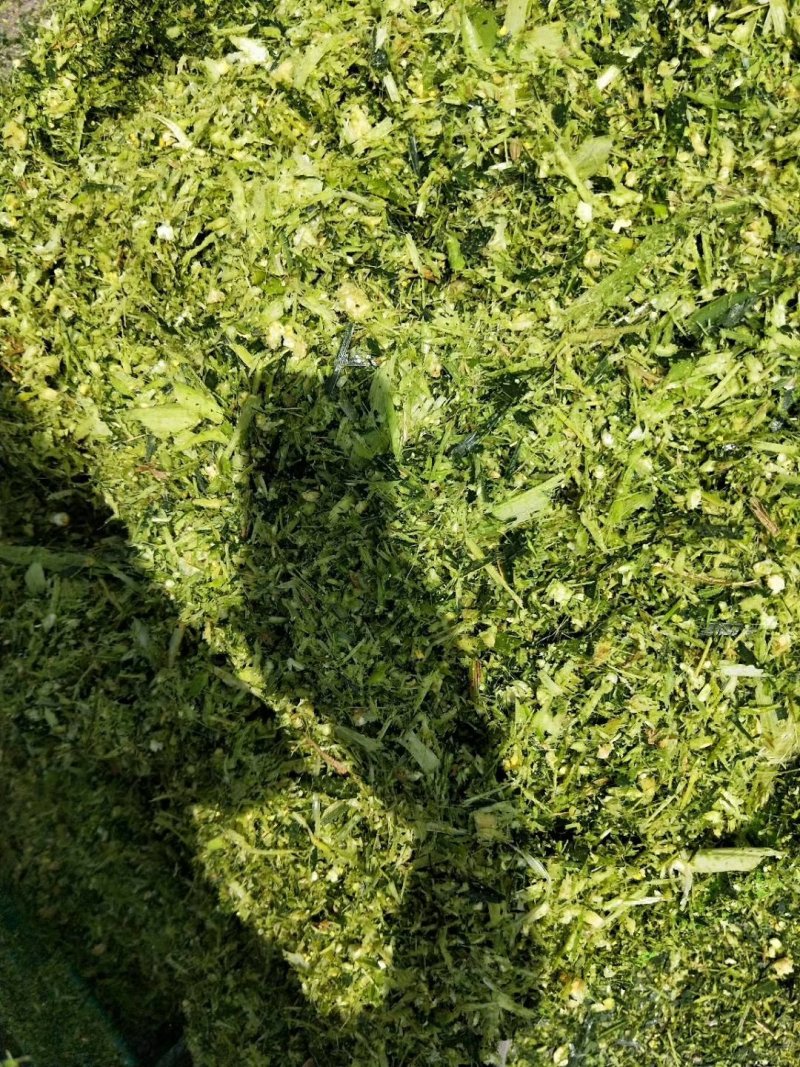 秸秆牧草粉碎机8吨产量铡草揉丝机畜牧养殖揉丝机