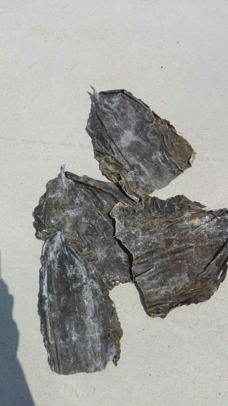 宽厚无沙海带头：深海20公分海带大头.压缩铺平展开