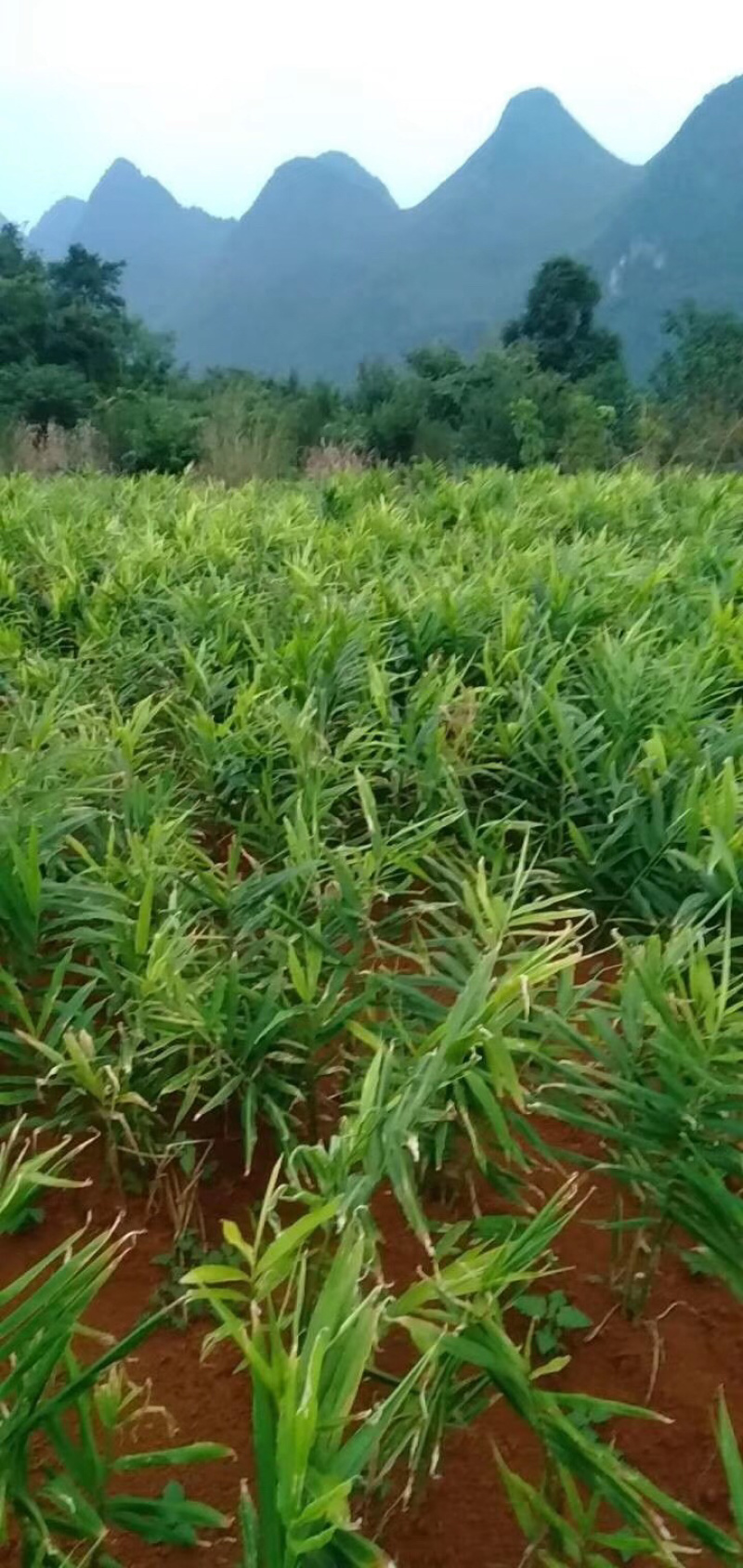 物美价廉。货真价实
