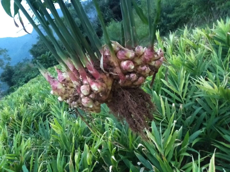 物美价廉。货真价实