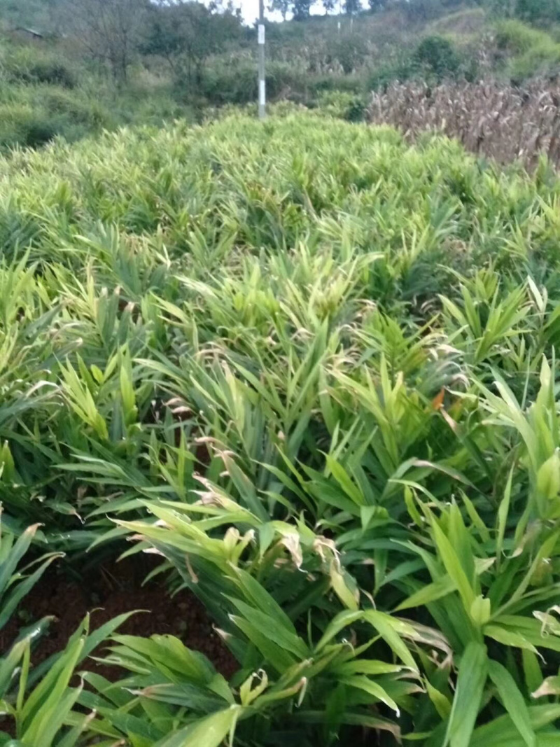 物美价廉。货真价实