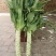 蔬菜