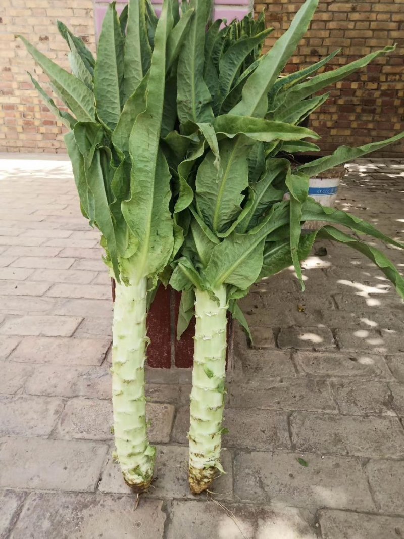 蔬菜
