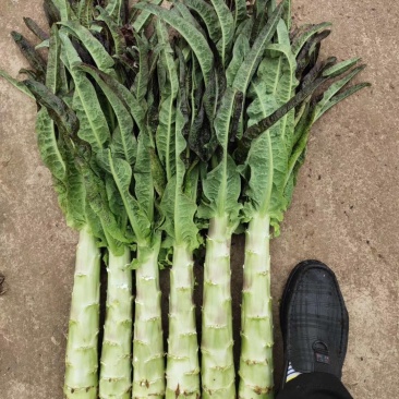 蔬菜