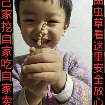 【六百万销量】西藏那曲纯野生冬虫夏草包邮