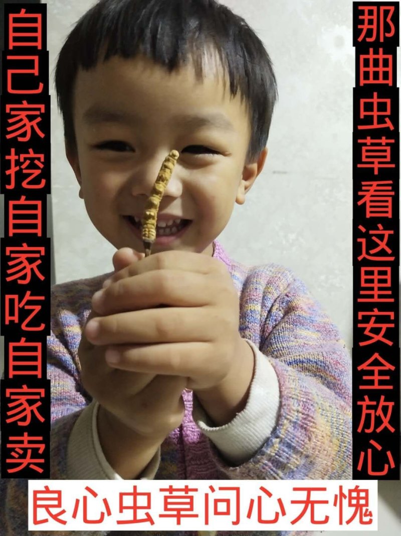 【六百万销量】西藏那曲纯野生冬虫夏草包邮