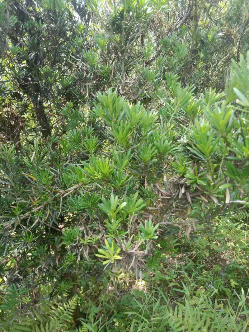 占地罗汉松10个～20公分