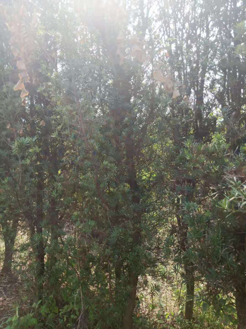 占地罗汉松10个～20公分