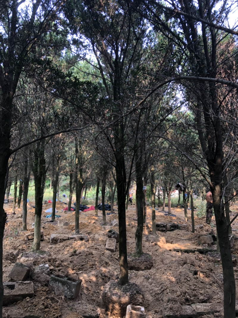 占地罗汉松10个～20公分