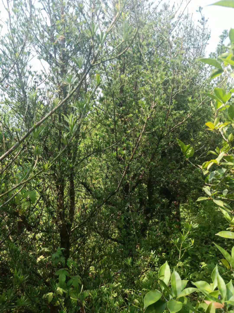 占地罗汉松10个～20公分