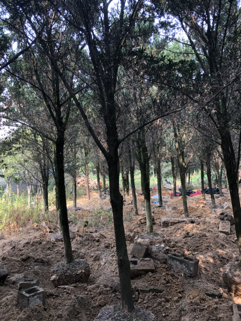 占地罗汉松10个～20公分