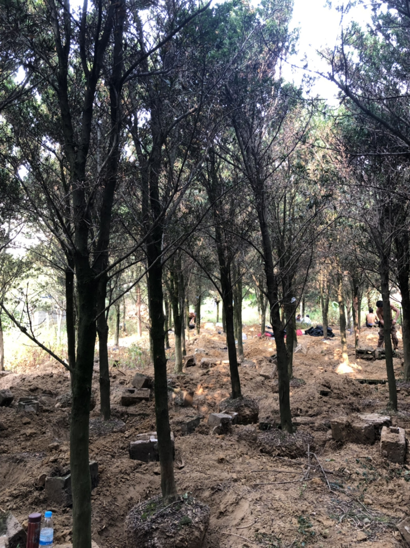 占地罗汉松10个～20公分
