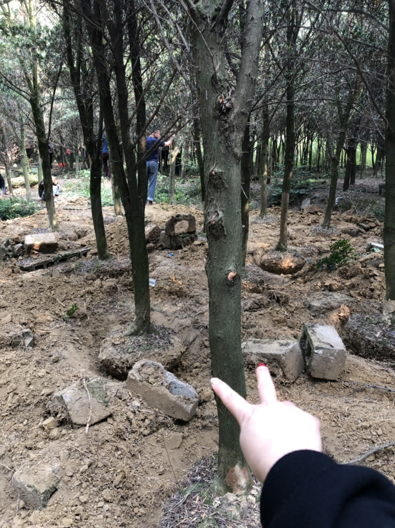 占地罗汉松10个～20公分