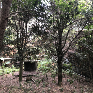 占地罗汉松10个～20公分