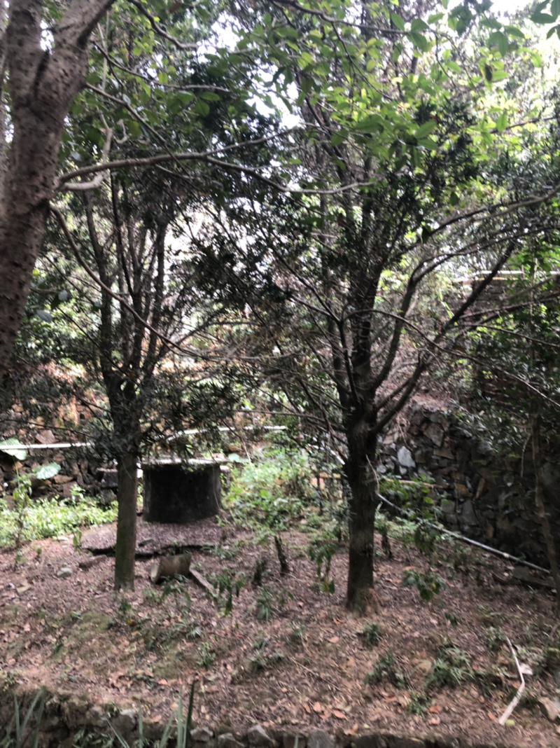占地罗汉松10个～20公分
