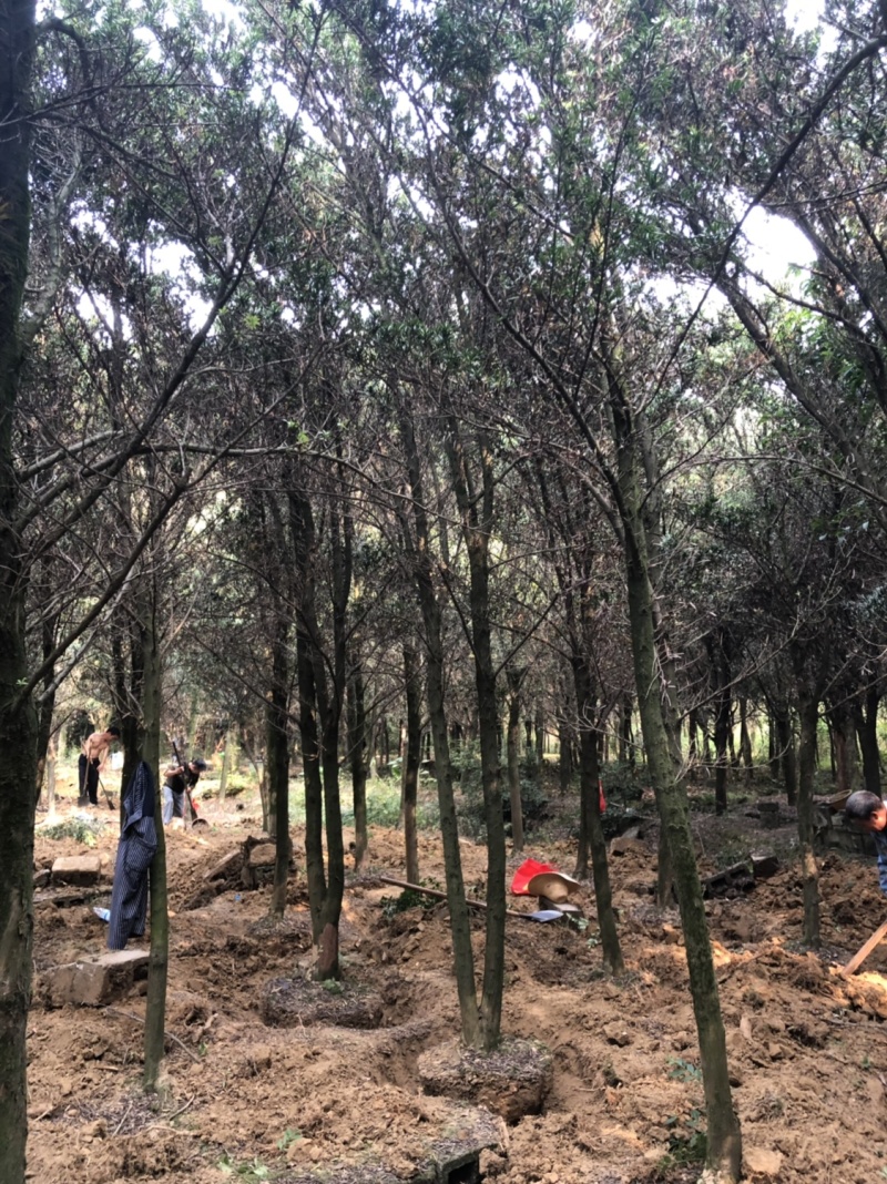 占地罗汉松10个～20公分