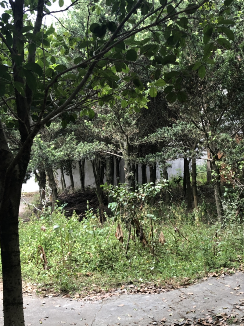 占地罗汉松10个～20公分